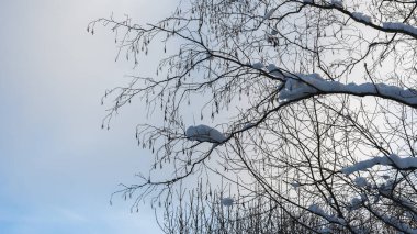 Kışın fındık ağacı dallarının silueti, kar ve kedi kabuklarında yapraksız, bulanık beyaz-mavi gökyüzüne karşı