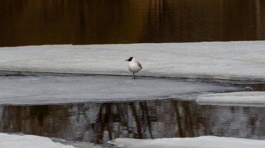 Common gull (Chroicocephalus ridibundus) in mating colors on an ice floe in the middle of brownish spring river water. A beautiful bird stands on one paw. Overcast day