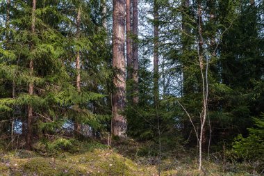 In the thickets of the spring coniferous forest after the snow melts. Bare, even trunks of tall mast pines and lush green branches of undersized firs. Soft moss on the ground. Sunny evening