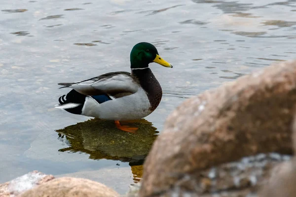 Vahşi bir erkek ördek sığ bir taşın üzerinde suyun üzerinde duruyor. Güzel bir yaban ördeği Drake 'in yakın çekimi. Soğuk kış günü
