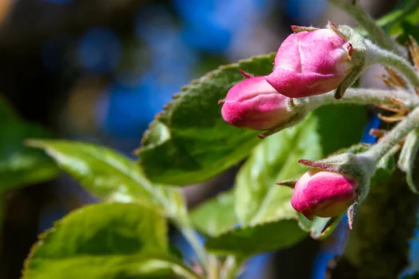 Elma ağacı çiçeği. Bir dalda mor çiçek tomurcukları, yakın plan. Bahar güneşli akşam