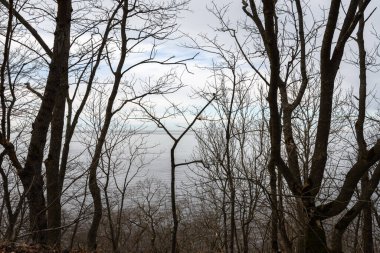 Bahar yaprak döken orman. Çıplak dalların ve ağaçların arasından sakin Baltık Denizi görülebilir. Bulutlu akşam gökyüzü