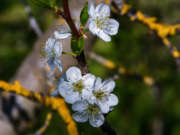 Plommonblommor Närbild Vita Blommor Kvist Suddig Bakgrund Stora Grenar Täckta — Stockfoto