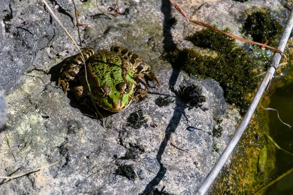 stock image A frog (Rana arvalis) sits on a stone on the bank of a pond and basks in the sun