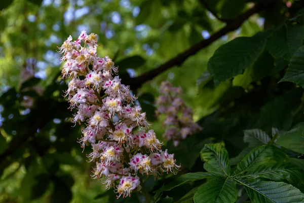 Gesztenye Aesculus Virág Közelkép Zöldellő Nyári Parkban — Stock Fotó
