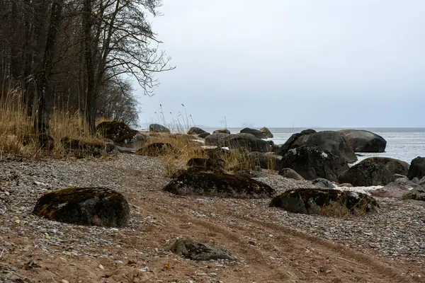 Havets Vilda Strand Tidigt Våren Förgrunden Växer Granitblock Med Mossa — Stockfoto