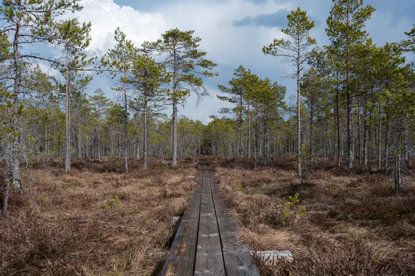 Dřevěný Chodník Žlutočerveném Mechu Vyvýšené Bažiny Borovém Lese Jaře Slunečné — Stock fotografie