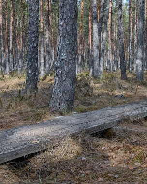 Çam ormanlarında yükseltilmiş bir bataklıkta yürümek için tahta köprüler. Eski sarı çimenler ve yosunlar. Güneşli bir gün, zıt gölgeler. Selisoo bataklıkları, Estonya, Kuzey Avrupa