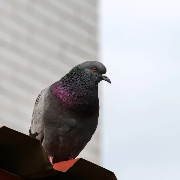 Portrait of a rock pigeon on a metal roof. The neck of a wild dove glitters and shimmers with green and purple colors. On a blurred background, the wall of a high-rise building and the sky