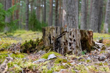 Eski kütük yakın çekim. Ağaç kabuğu olmadan çürük ahşap dokusu ve tahta yiyen böcek izleri görülebilir. Sonbahar çam ormanında günün sonunda