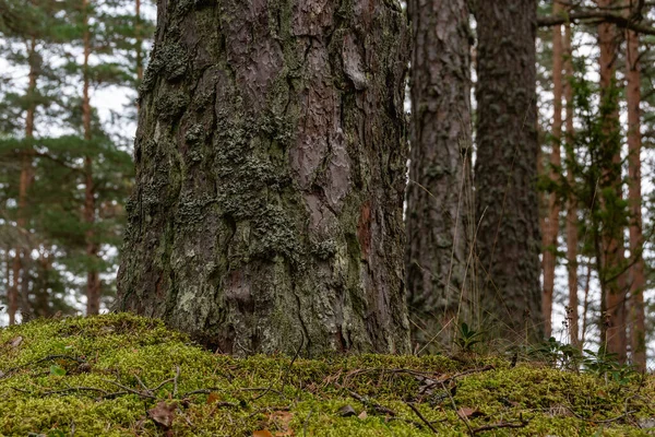 Taban Uzun Bir Çam Gövdesinin Alt Kısmı Ağacın Kabuğu Yosun — Stok fotoğraf