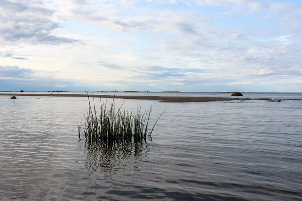 stock image The Baltic Sea on a wonderful summer evening. Lake reeds - close-up against the background of a sandy spit and granite stones. Gentle breeze and beautiful cloudy sky