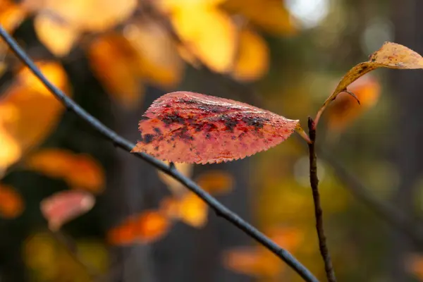 Autumn Yellow Red Alder Leaf Close Drops Water Fog Blurred — Stock Photo, Image