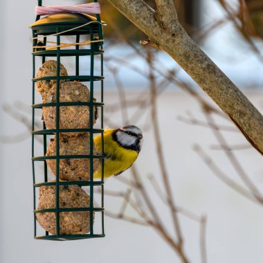 A busy great tit sit on a feeder with homemade balls - bird food