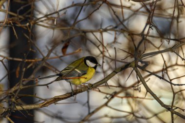 Beautiful Great tit (Parus major) in winter on a bare branch of a bush in an urban environment. Sunny frosty day
