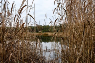 Sarı sazlıkların arasında kıyıda çam ormanı olan bir göl manzarası var. Bulutlu bir sonbahar sabahı
