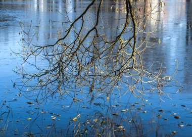 Söğüt ağacının çıplak dalı ilk ince ve şeffaf buzla kaplı şehir göletinin üzerinde asılı. Yakın çekim, güneşli bir sonbahar günü
