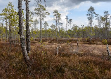 Baharda bataklık çam ormanı. Bataklık yoğun bir şekilde geçen yılın sarı çimenleri ve hala kırmızı yapraklı yabani biberiye çalılıklarıyla kaplı. Dağınık güneş ışığı ve bulutlu gökyüzü
