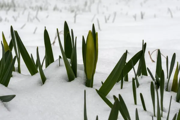 Βουβάλια Και Φύλλα Ασφόδελων Στο Χιόνι Από Κοντά Κυρίως Νεφελώδης — Φωτογραφία Αρχείου