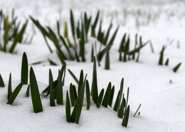 Karda yeşil nergis yaprakları, yakın plan. Bulanık arka plan - karla kaplı bahçe çimenliği. Bulutlu bir gün