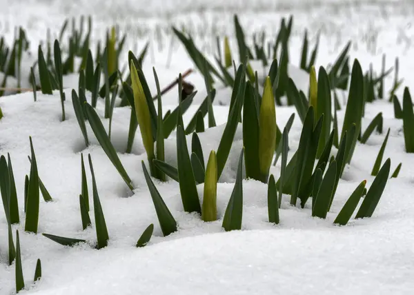 Primavera Narciso Novo Crescimento Neve Folhas Botões Flores Gramado Nevado — Fotografia de Stock
