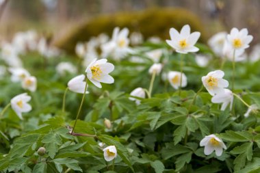 Yaban çiçeği Windflower (Anemonoides sylvestris), ilkbahar ormanında yakın plan. Bulanık arka plan - bitkinin çiçek açan çalılıkları