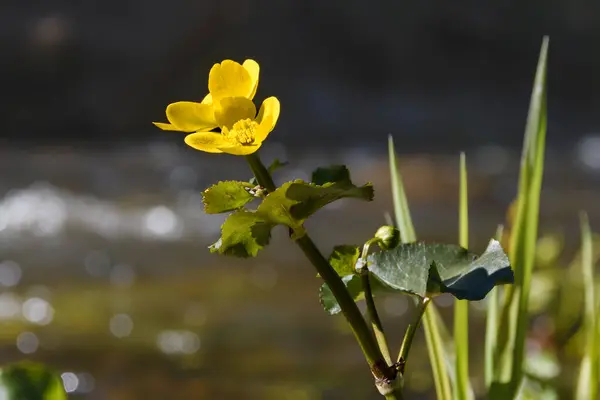 stock image Marsh marigold (Caltha palustris) flower close-up in natural environment. Blurred background - a small forest river with sun glare and a shadowed opposite bank. Bright sunlight