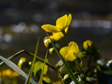 Sarı kadife çiçeği (Caltha palustris) bir orman nehrinin yakınında, parlak güneş ışığında, yakın planda. Bulanık arkaplan - bir su bitkisinin çiçek açan çalısı ve güneş parlayan bir su yüzeyi