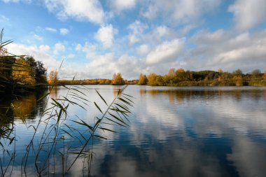 Güzel bulutlu bir gökyüzünün altında sonbahar ormanı gölü. Ön planda - kamış, rezervuarın kıyıları boyunca - ağaçlar ve çalılar sarı yapraklı. Durgun suya beyaz bulutlar yansıyor.