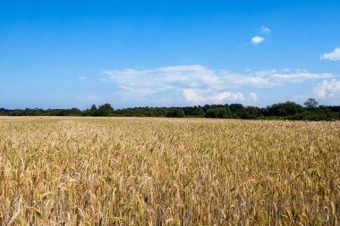 Kırsal bir arazide, olgunlaşmış altın bir çavdar tarlası ve mavi bir yaz gökyüzü. Ufukta yeşil bir orman ve çalı var. Parlak gün ışığı