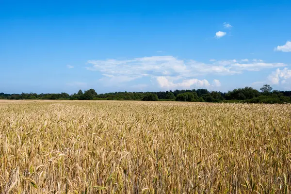 Kırsal bir arazide, olgunlaşmış altın bir çavdar tarlası ve mavi bir yaz gökyüzü. Ufukta yeşil bir orman ve çalı var. Parlak gün ışığı