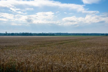 Kırsal alan olgunlaşmış altın kulaklarla hasat için hazır bir buğday tarlası gösteriyor. Mavi gökyüzü bulutlu ve ufukta sis var. Arkaplan