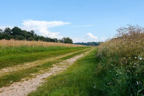 stock image A rural landscape with a dirt road between rapeseed fields ready for harvesting the oilseed crop and blue sky. Direct sunlight at the end of a summer day