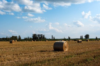 In a rural area, straw bales in a field after the grain harvest, the soil with thick and prickly stubble. Blue sky with white clouds that turn into cloudy haze on the horizon. Rich evening sunlight clipart