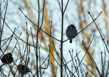Bir kış günü gölgede leylak çalılarının çıplak bir dalında bir ağaç serçesi (Passer montanus). Bulanık bir arka planda, uzun ağaçlar ve mavi gökyüzünde