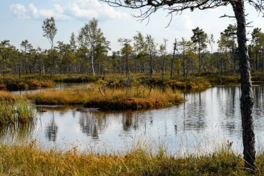 Picturesque oligotrophic swamp in the forest with dwarf pines and birches. An island in the water with fragrant marsh grass and colorful moss. Bright sunlight and blue sky with white cumulus clouds clipart