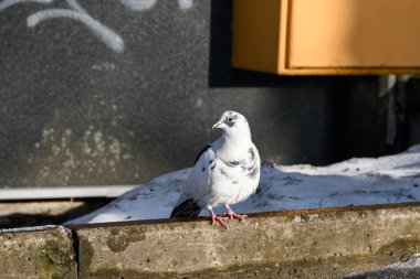 A white dove with black spots on its plumage on a curb against a dark building wall in an urban environment. Direct sunlight shines on the bird. Frosty sunny winter day clipart