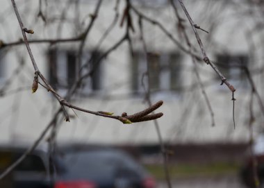 Ucunda iki kedi derisi olan huş dalı, yakın plan. Dalın üzerinde açık yeşil yapraklı tomurcuklar var. Bulanık arka plan, yüksek binaların ışık duvarı. Bulutlu