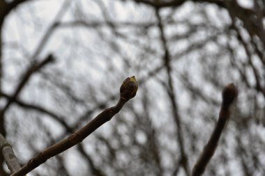 Ucunda açılış tomurcuğu olan bahar kestanesi dalı. Bulanık arkaplan - ağaç dalları ve gri bulutlu gökyüzü, arka plan