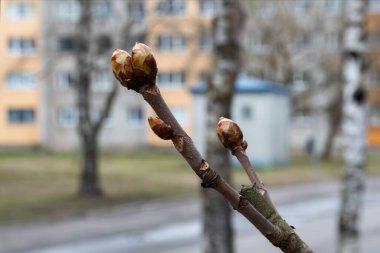 Ucunda iki apandisit tomurcuğu olan kestane dalı. Bulanık arka plan - Spring City caddesi yerleşim bölgesinde. Bulutlu bir gün