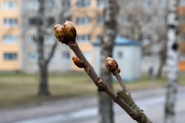 Ucunda iki apandisit tomurcuğu olan kestane dalı. Bulanık arka plan - Spring City caddesi yerleşim bölgesinde. Bulutlu bir gün