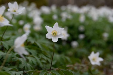 Anemone (Anemonoides sylvestris) ilkbahar ormanında, yakın plan. Bulanık arka plan bitkinin çiçekli çalıları.
