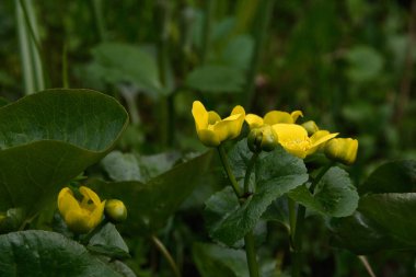 Güzel sarı çiçek ve açılmamış Marsh Marigold (Caltha palustris) tomurcukları, yakın çekim, kendi yoğun yaprakları arasında alçak bir nokta. Bitkide yağmurdan sonra nadir damlalar görünür.