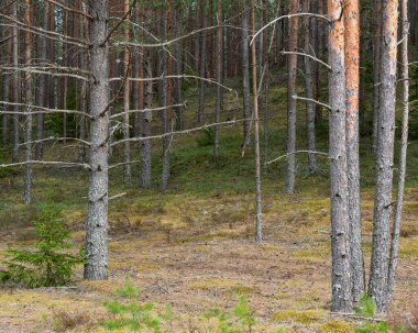 Yamaçta bir çam ormanı. Uzun, ince ağaçlar, ve aşağıda, sarı yosunlu toprak ve yeşil yaban mersini çalıları, düşmüş koniler ve her yerde eski dallar. Yumuşak güneş ışığı