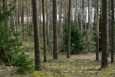 Bahar ormanlarında, uzun, düz gövdeli sıcak çam ağaçları ve beyaz huş ağaçları. Ağaçların altında alçak, tüylü ve yeşil yapraklar var. Ağaçların arasında erimemiş göl beyaz parlıyor.