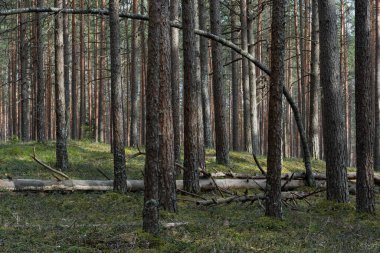Güneşli bir akşamda tepelik arazide bir çam ormanında. Uzun ince ağaç gövdeleri arasında, devrilmiş, kurumuş ve eğimli gövdeler, ön planda. Yosun tutmuş toprak yeşil yaban mersini otobüsüyle kaplanmış.