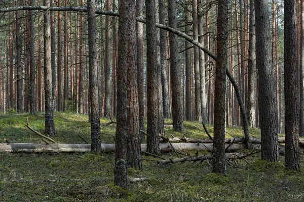 Güneşli bir akşamda tepelik arazide bir çam ormanında. Uzun ince ağaç gövdeleri arasında, devrilmiş, kurumuş ve eğimli gövdeler, ön planda. Yosun tutmuş toprak yeşil yaban mersini otobüsüyle kaplanmış.