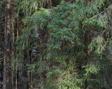 Yeşil iğneli ladin dalları kozalaklı bir ormanın yaşayan ağaçlarından oluşan yoğun bir çayırın arka planında. Akşam karanlığının gölgeleri, köknar ağaçlarına düşen güneş ışığıyla dağılır.
