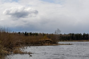 Spring Forest Gölü. Koruluklu bankalar, çalılar ve sarı sazlıklarla kaplanmış, suların üzerinde sarkan dallar tomurcuklanan tomurcuklar ve taze yapraklar. Gri bulutlu güzel gökyüzü