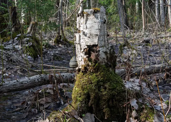 Eski çürük huş kütüğü, yakın planda, karışık bir bahar ormanında. Ağaç kabuğu detayları ve doku görünür, altında yeşil ve kahverengi yosun var. Yerde, ıslak eski yapraklar ve ağaçlar. Parlak güneş ışığı